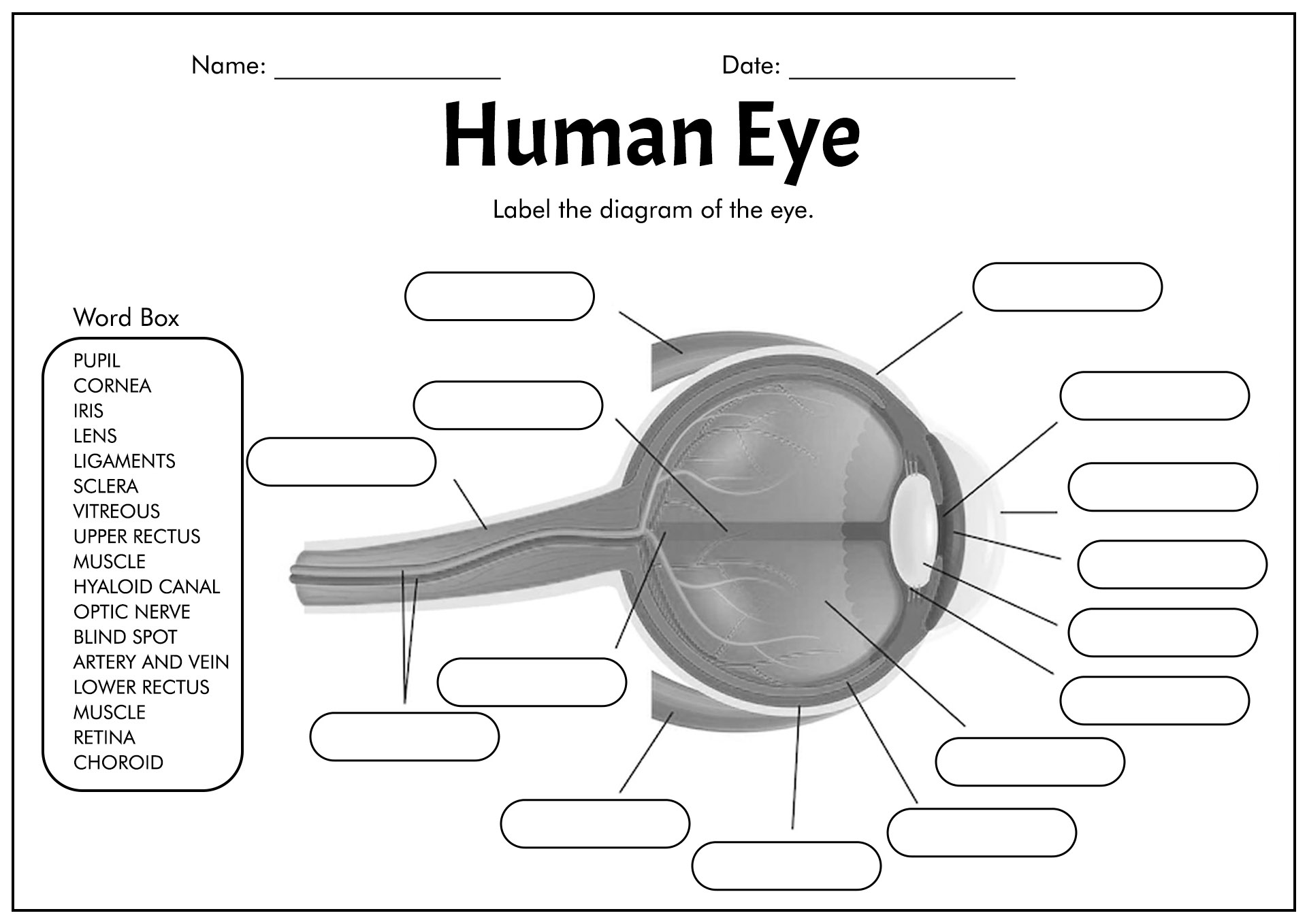 Human Eye Anatomy Diagram Worksheet