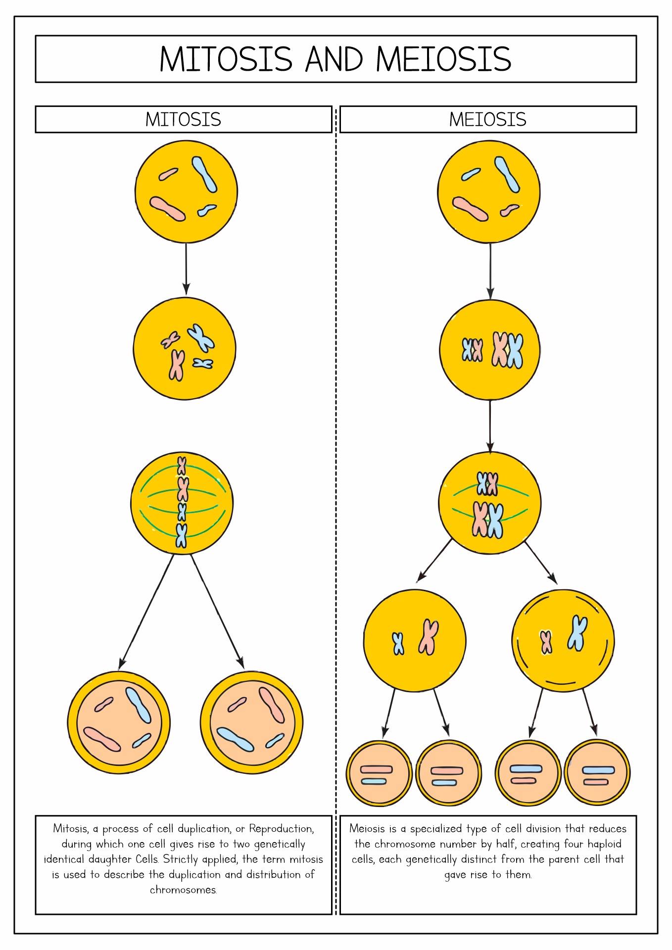 Meiosis and Mitosis Replication of DNA Image