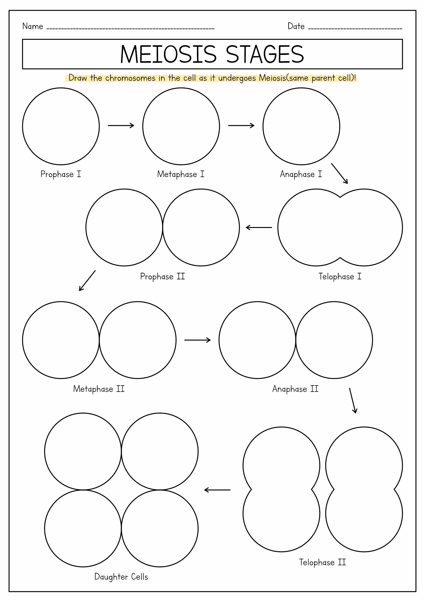 Meiosis Drawing Worksheet Image