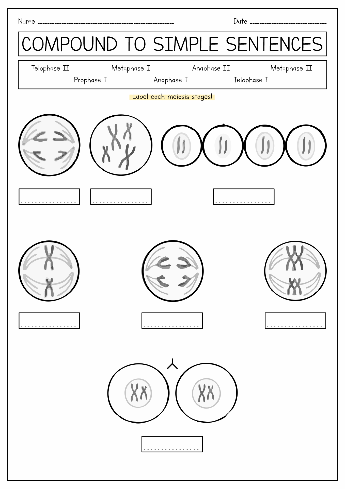 Meiosis Stages Worksheet Image