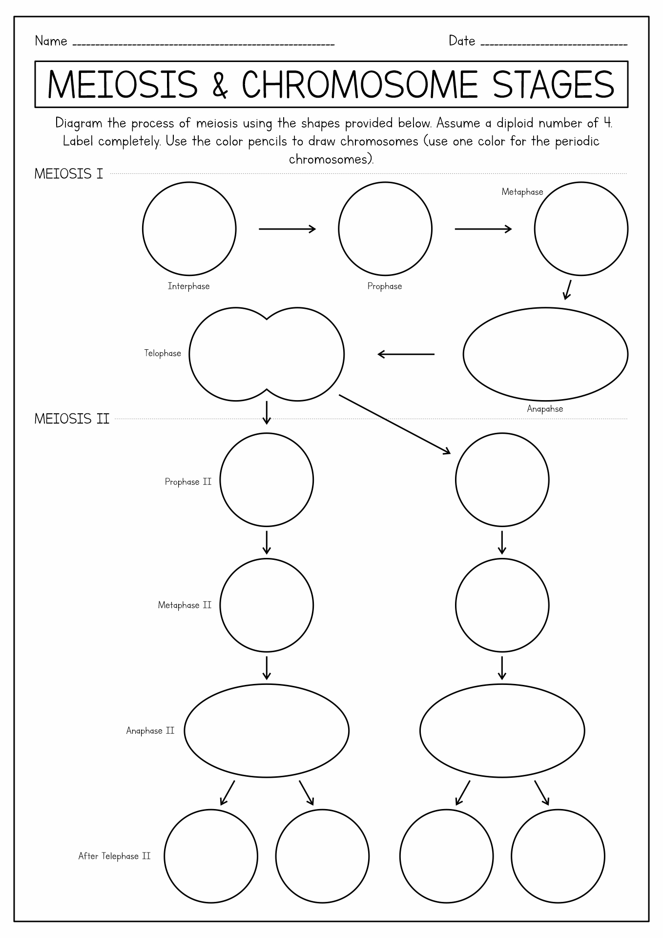 Meiosis Stages Worksheet Image
