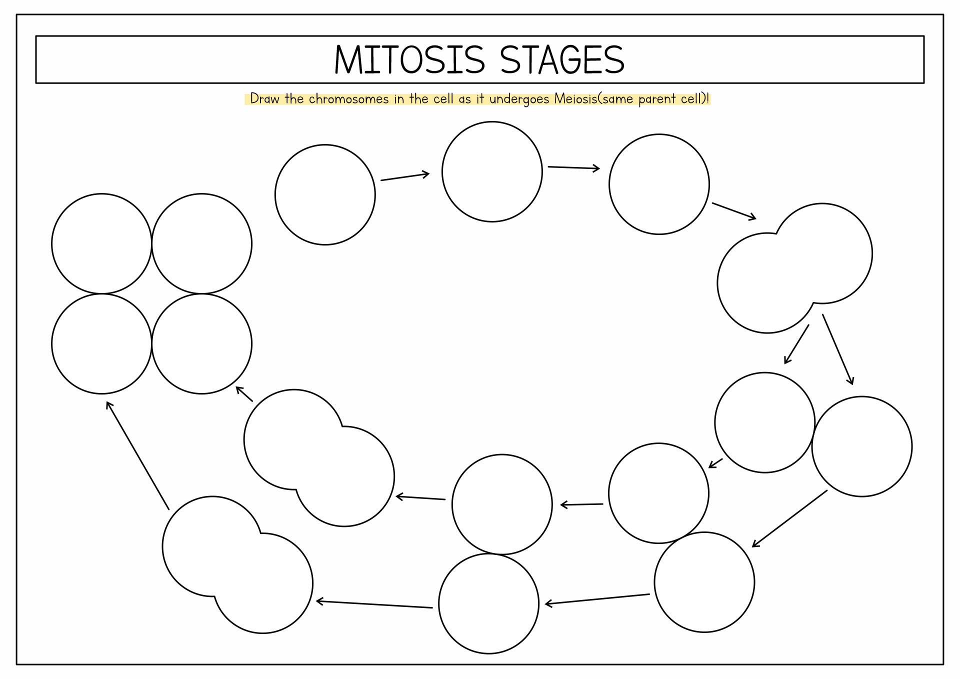 Mitosis Meiosis Circle Diagram Image