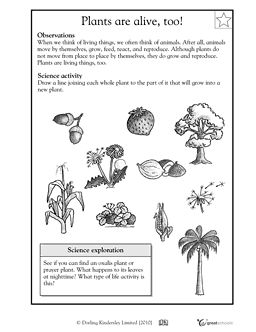 1st Grade Science Worksheets Plants