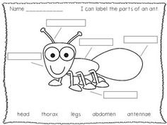 Ant Body Parts Worksheet Image
