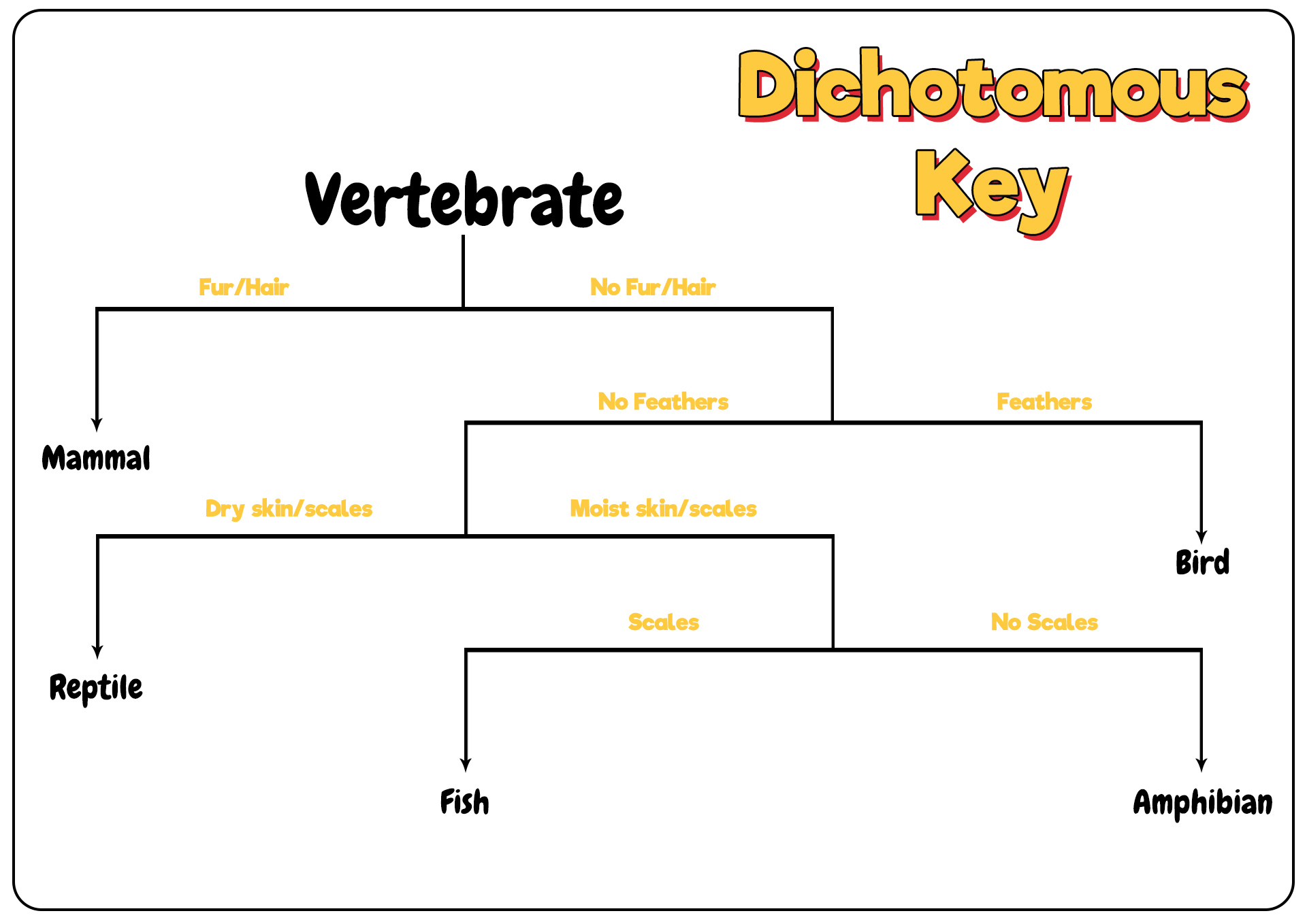 Dichotomous Key Activities Image