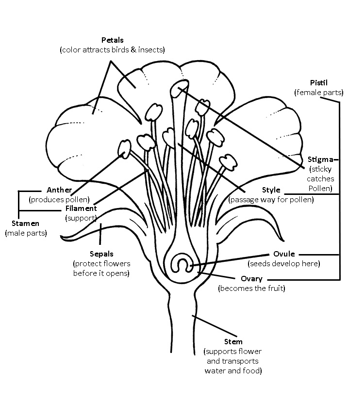 Flower Diagram with Labeled Parts Image