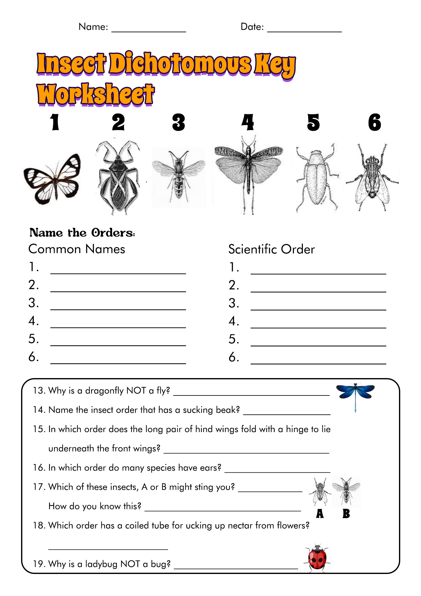 Insect Dichotomous Key Worksheet Image