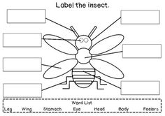 Label Insect Body Parts Image