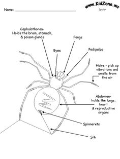 Label Spider Body Parts Diagram Image