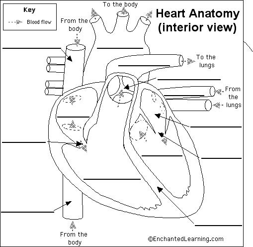 Label the Parts of the Heart Worksheet Image