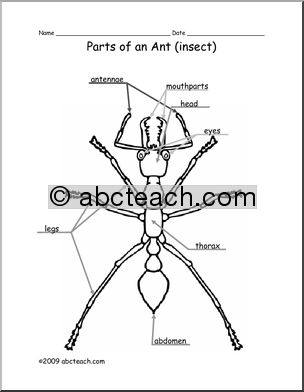 Labeled Ant Diagram Image