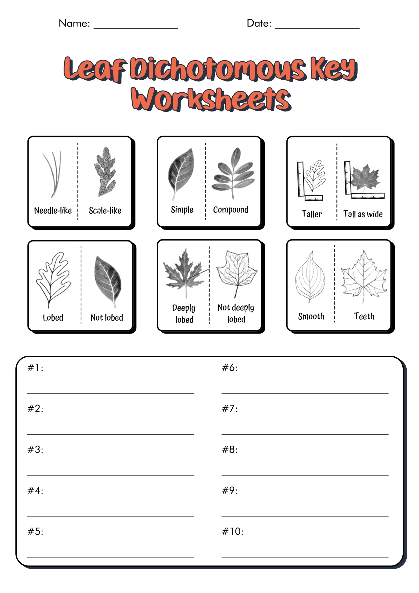 Leaf Dichotomous Key Worksheet Image