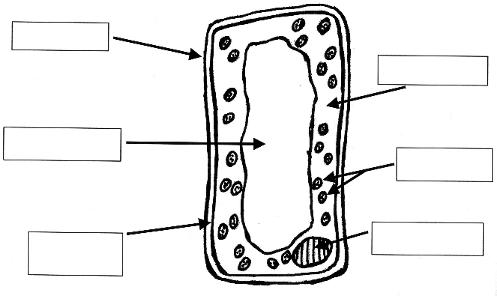 Plant Cell Diagram without Labels Image