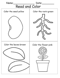 Plant Life Cycle Printable Worksheets Image