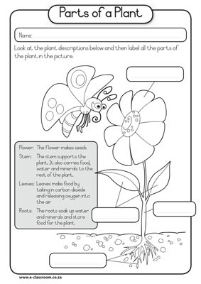Science Plant Part Worksheets Image