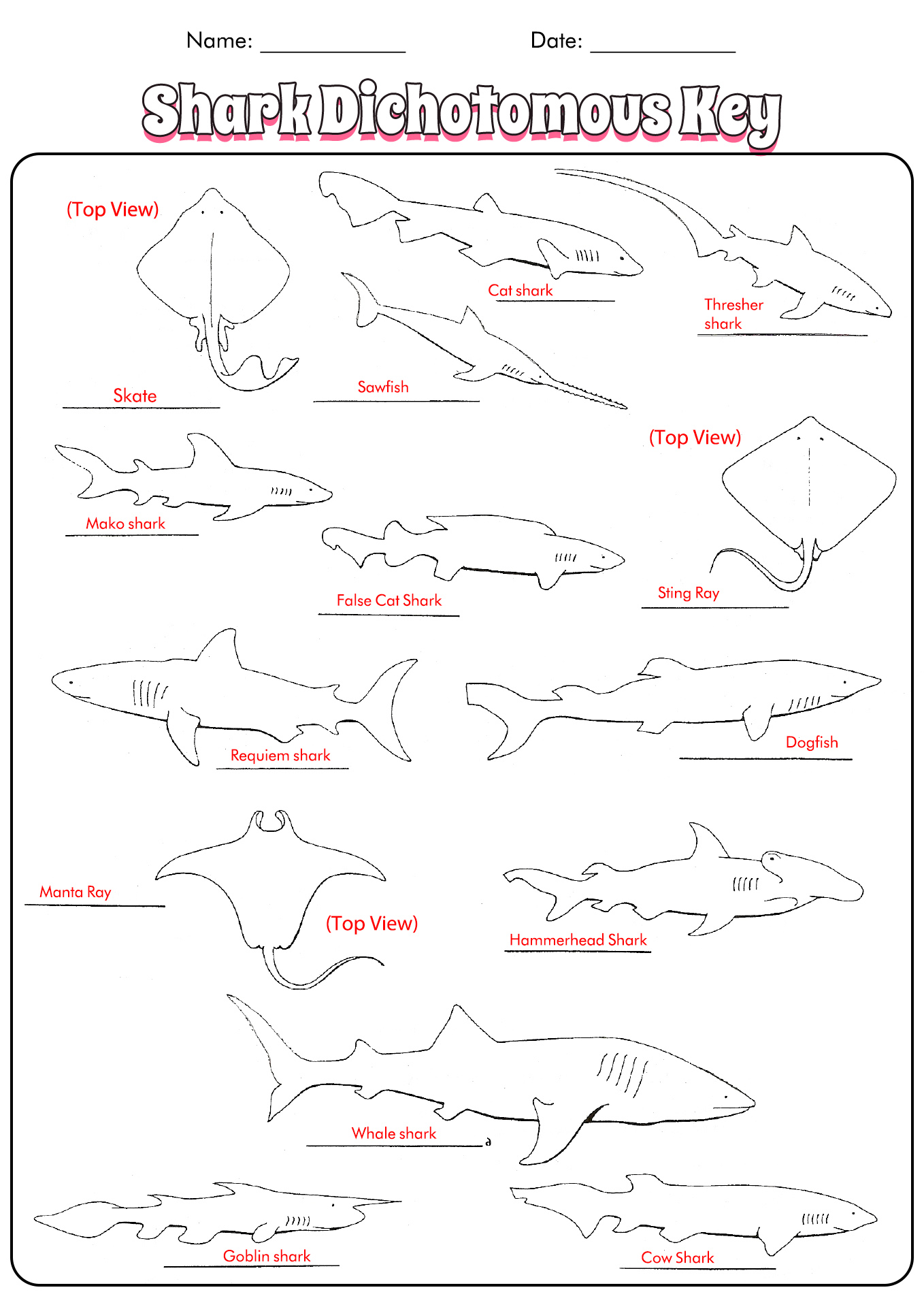Shark Dichotomous Key Worksheet Answers Image