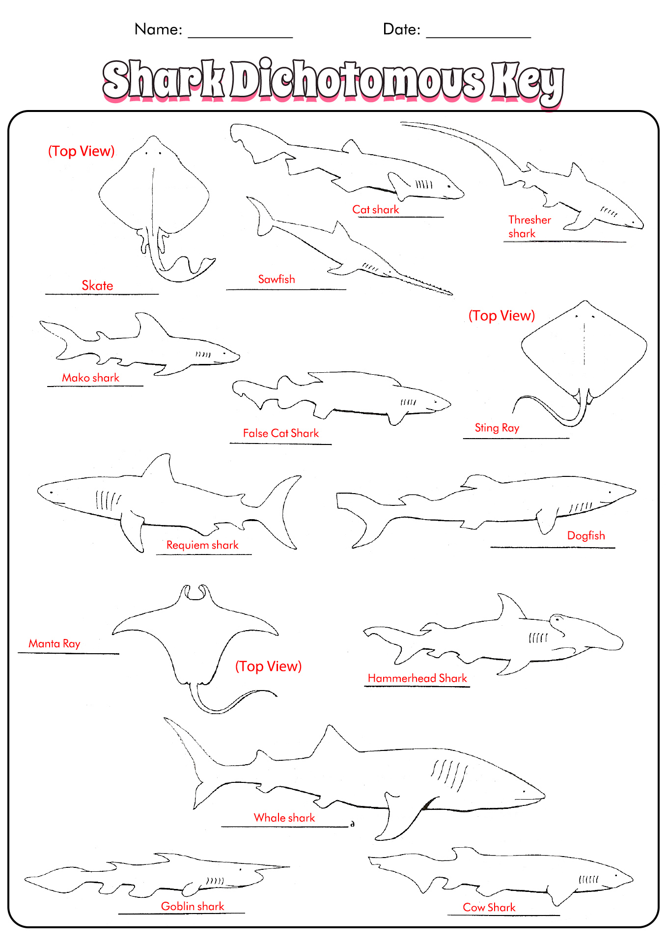 13 Dichotomous Key Worksheets Worksheeto