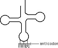 Different Anticodons of tRNA Image