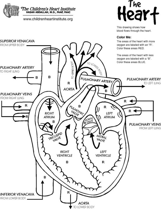11 Heart Anatomy And Physiology Worksheets