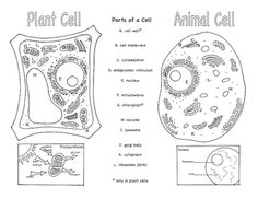 Animal and Plant Cells Brochure Image