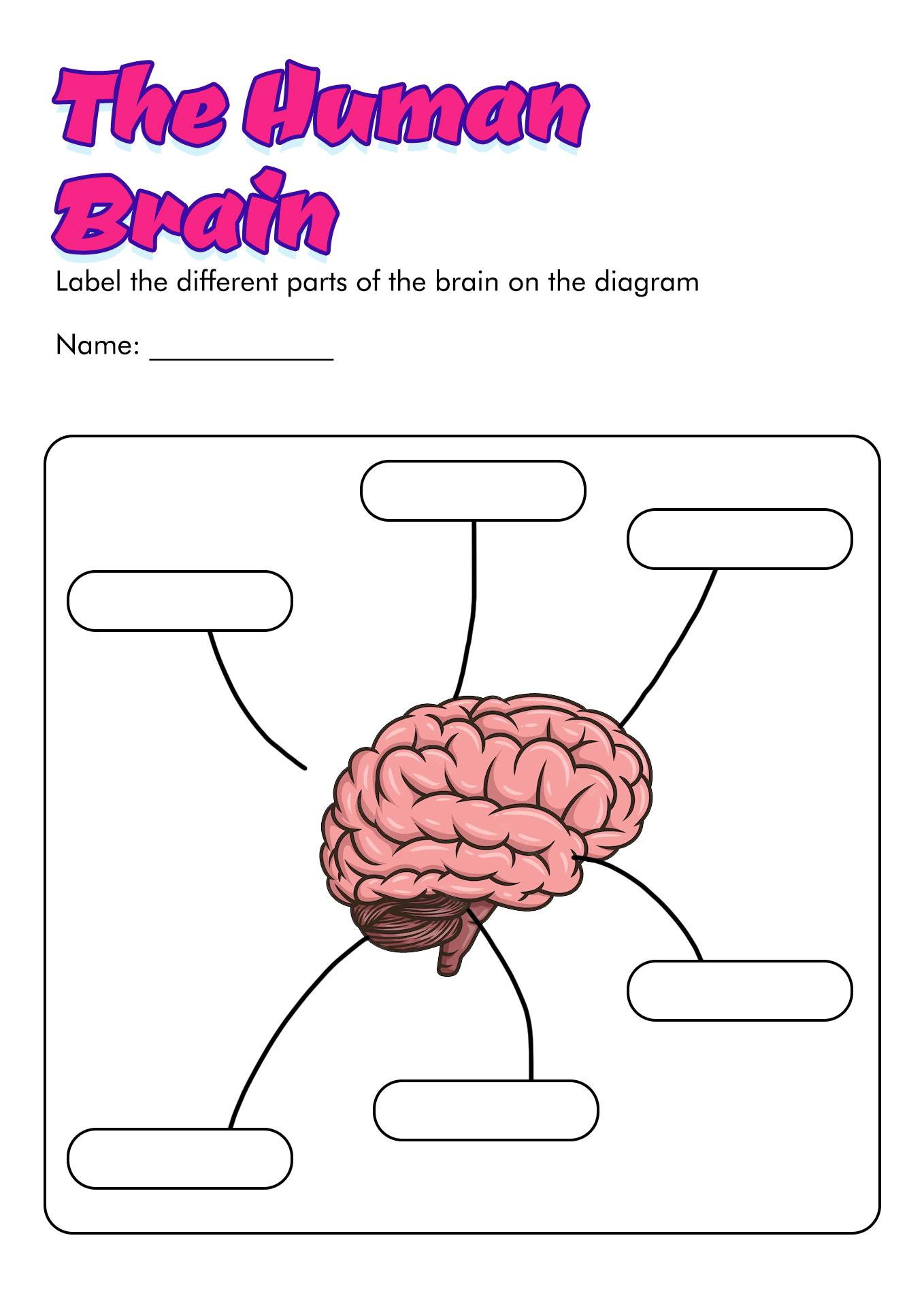 Brain Diagram Worksheet for Kids