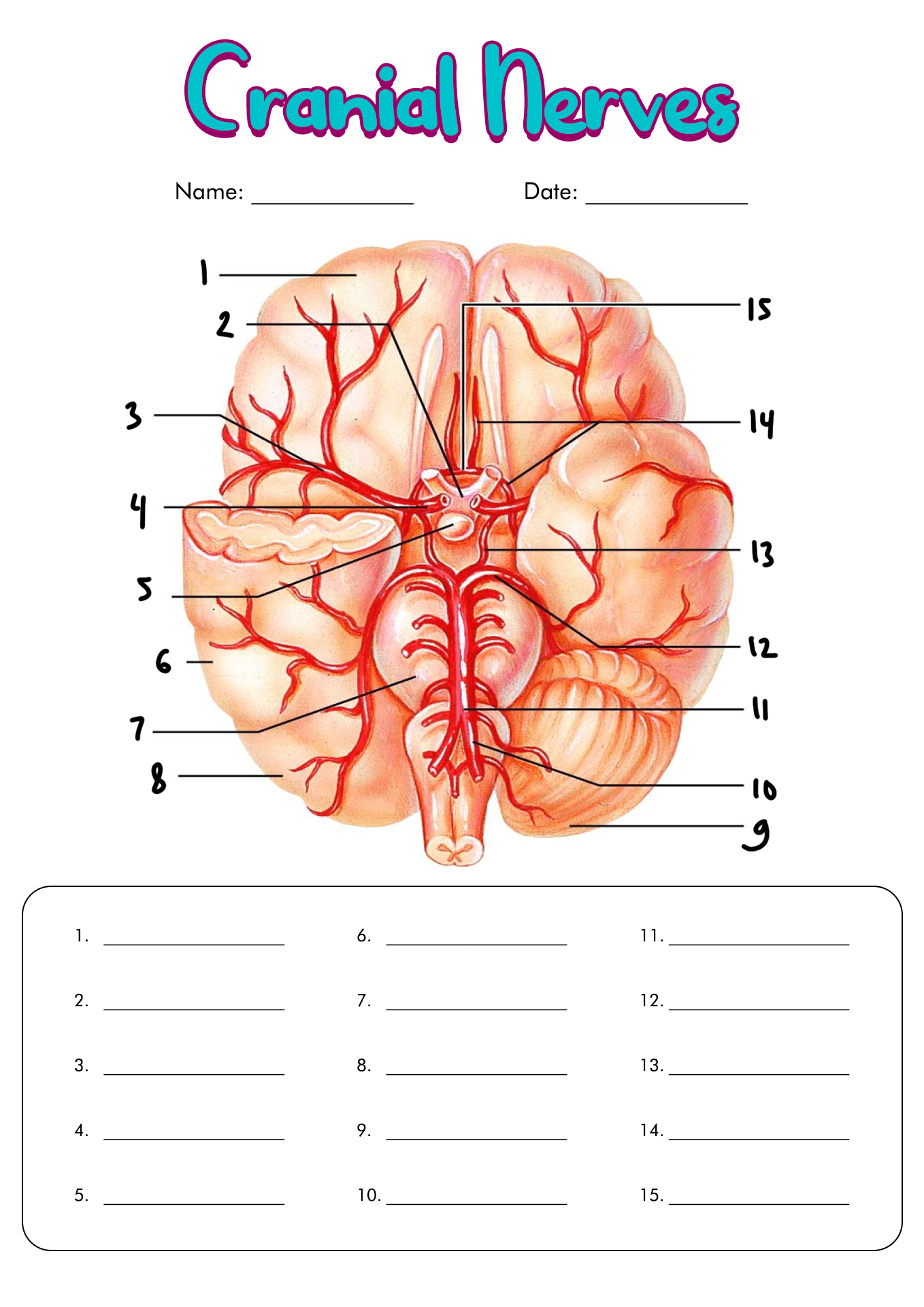 Cranial Nerves Labeling Quiz