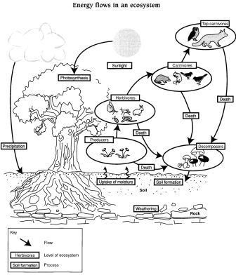 Energy Flow in Ecosystems Worksheet Image
