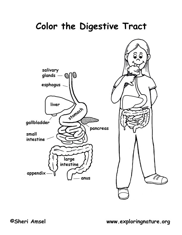 Human Digestive System Coloring Pages for Kids Image