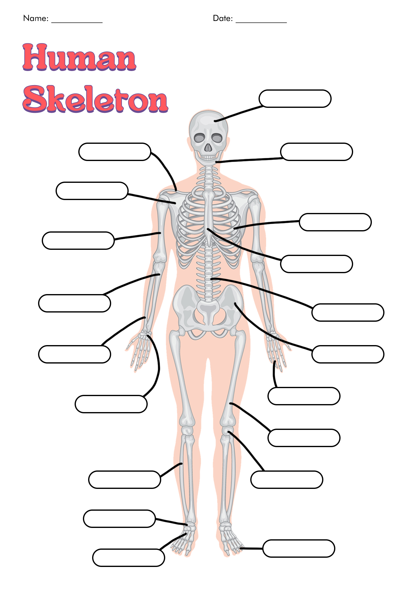 Human Skeleton Template Image