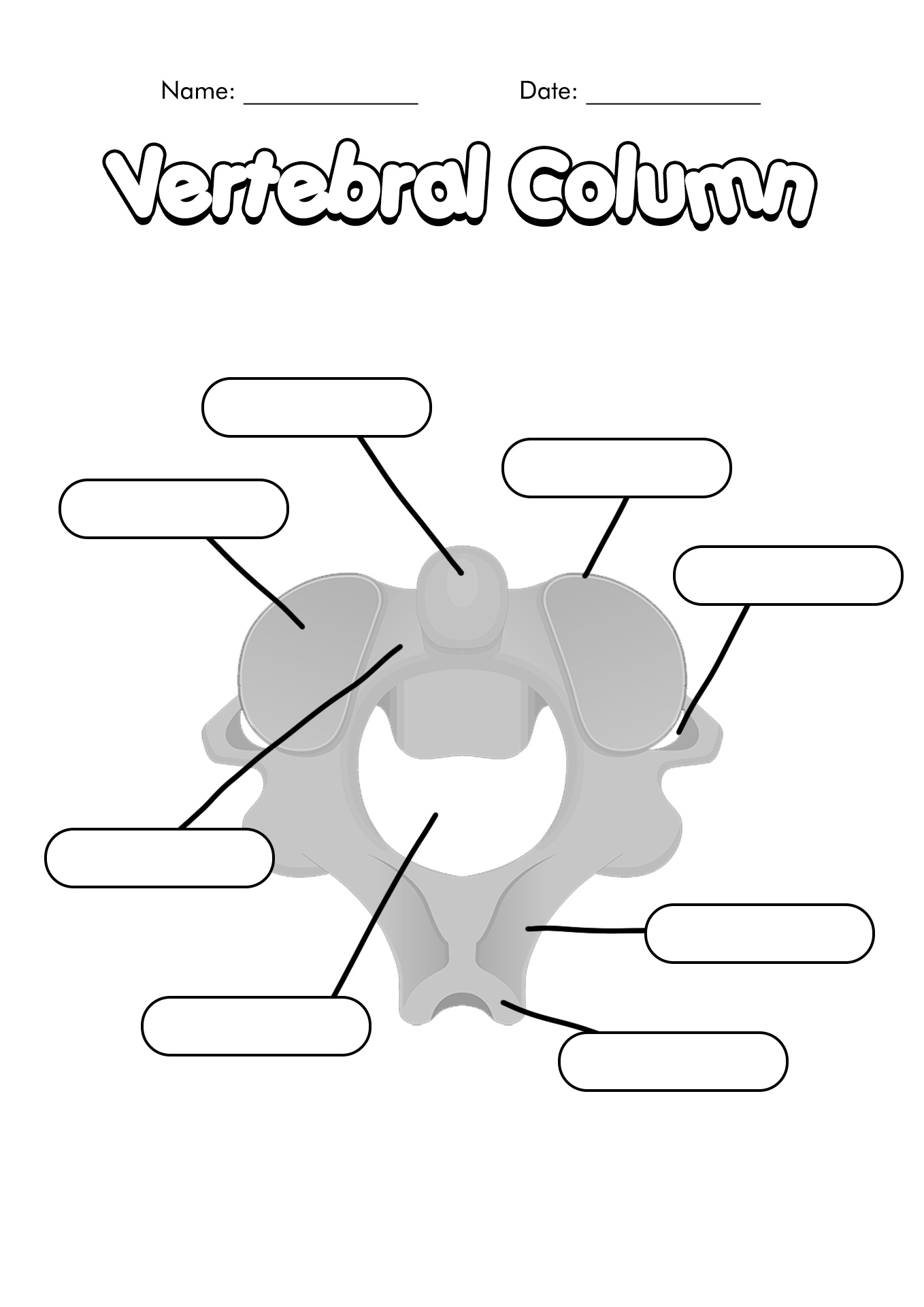 12 Blank Anatomy Worksheets Worksheeto