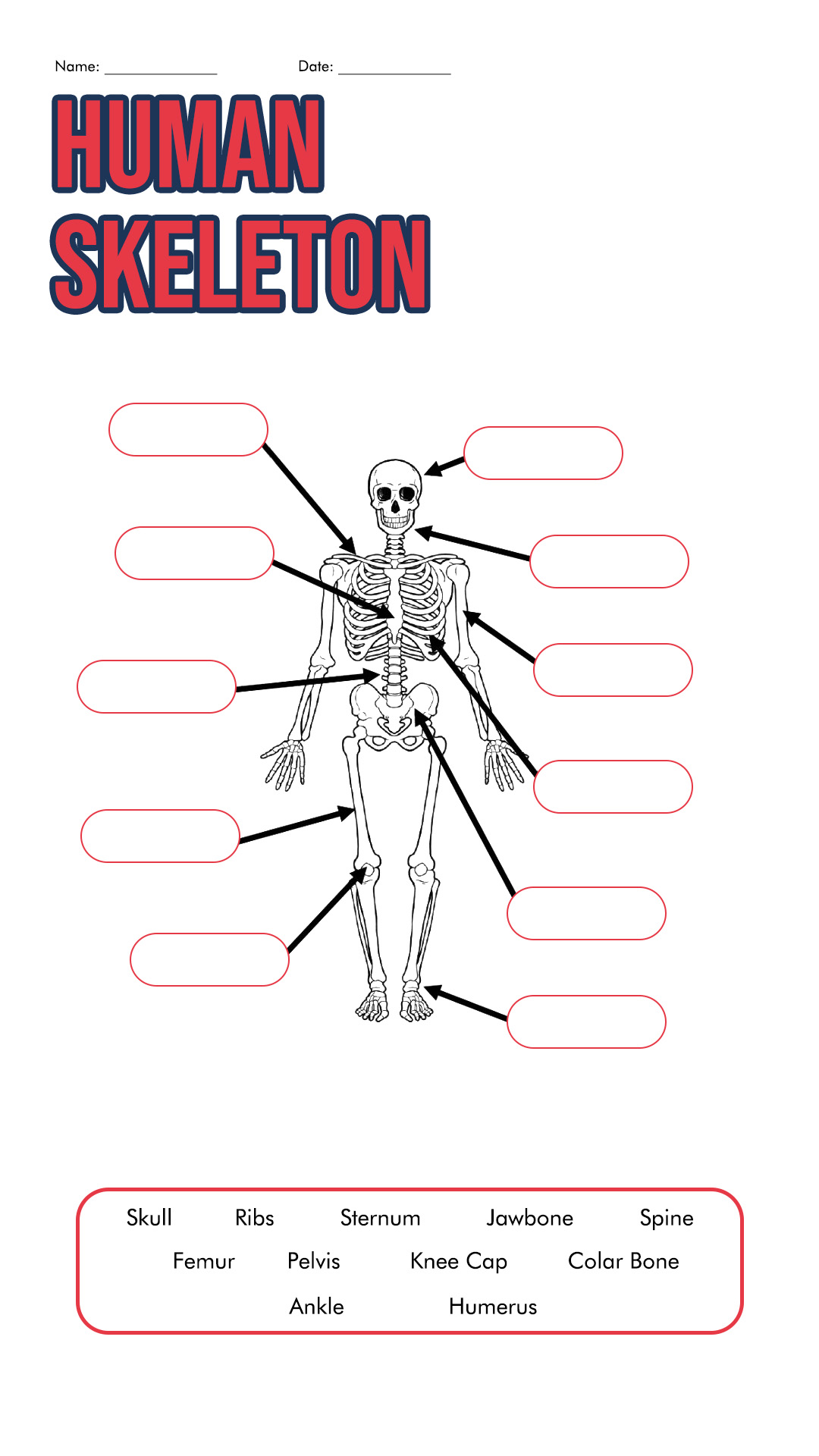 Human Skeleton Printable Worksheets