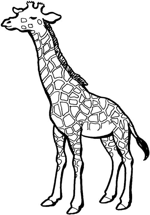 Cartoon Giraffe Coloring Pages Image