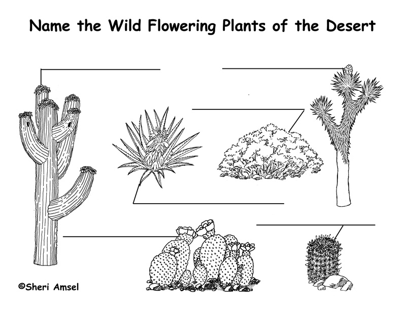 Desert Plants Drawings Image