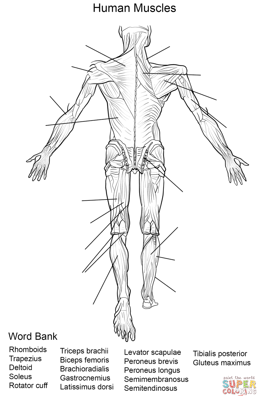 Human Anatomy Muscles Coloring Pages Printable Image