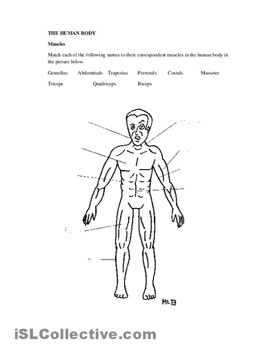Human Body Muscles Worksheet Image