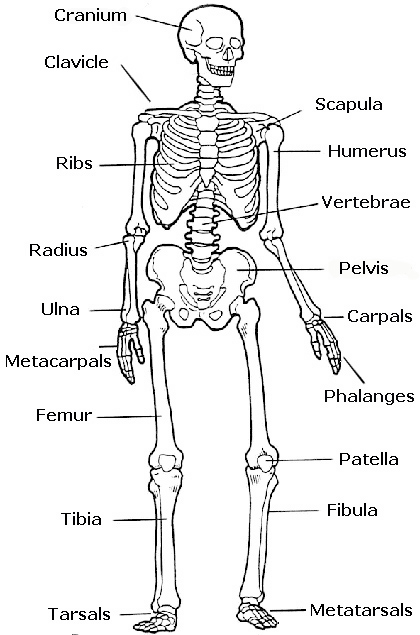 Human Body Skeleton Diagram for Kids Image
