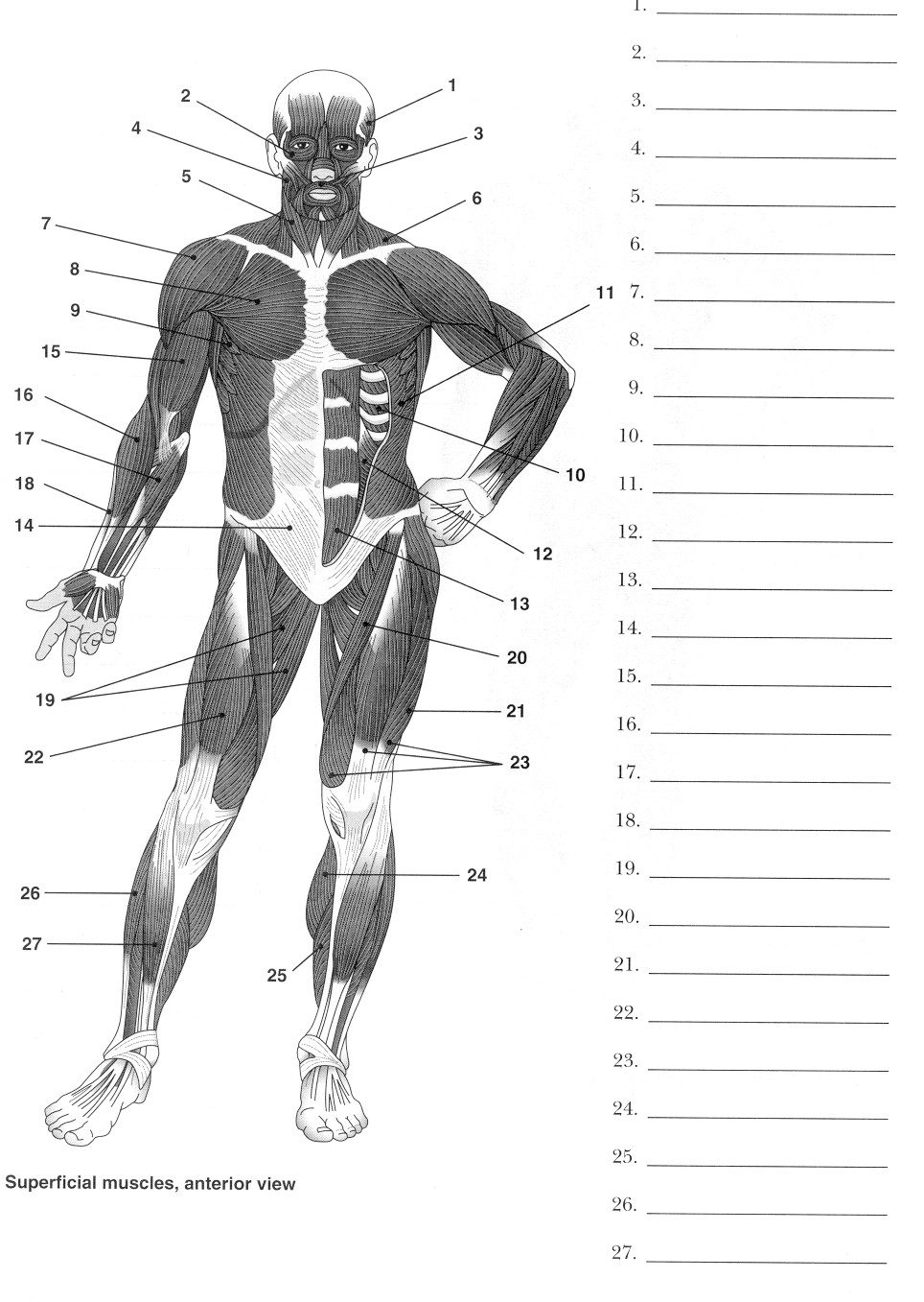 Label Muscles Worksheet Image