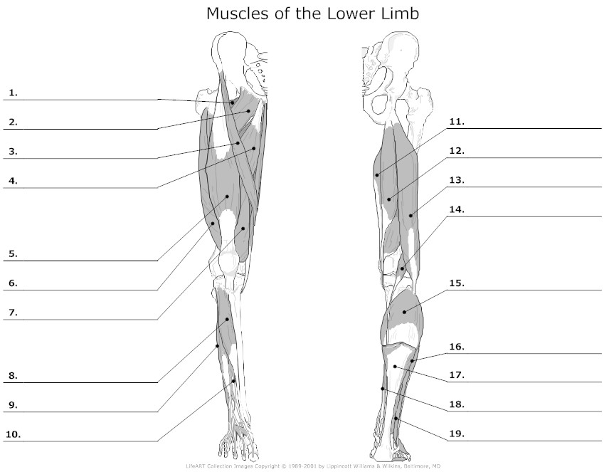 Lower Leg Muscle Diagram Blank Image