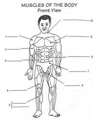Muscular System Diagram Worksheet for Kids Image
