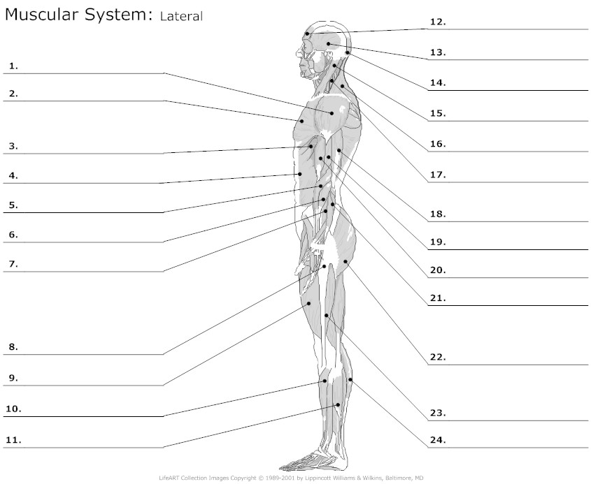 Muscular System Diagram Worksheet Image