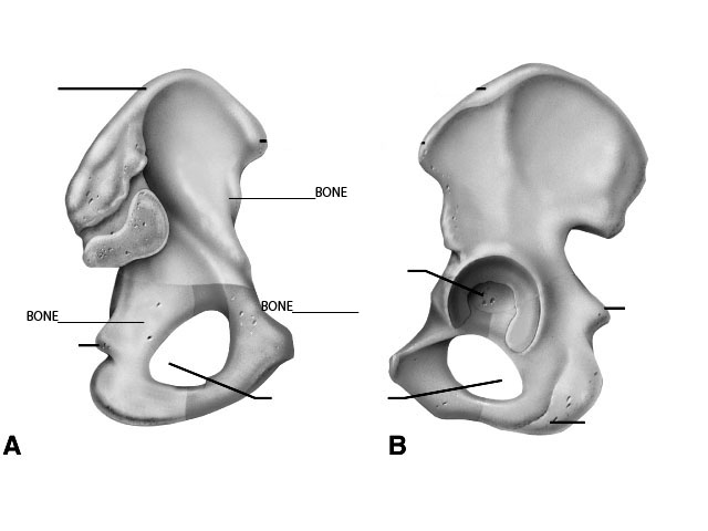 Pelvic Girdle Bones Unlabeled Diagram Image