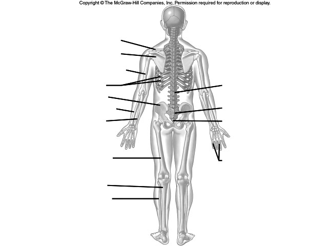 Skeletal System Labeling Worksheets Image