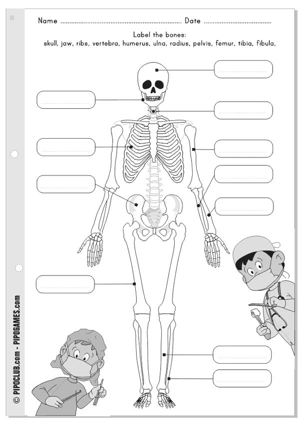 Skeleton Bones Worksheet Image