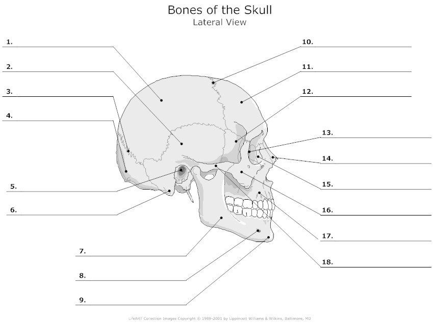 Skull Bones Unlabeled Worksheet Image