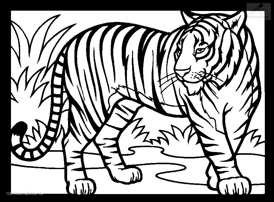 Tiger Coloring Pages Image