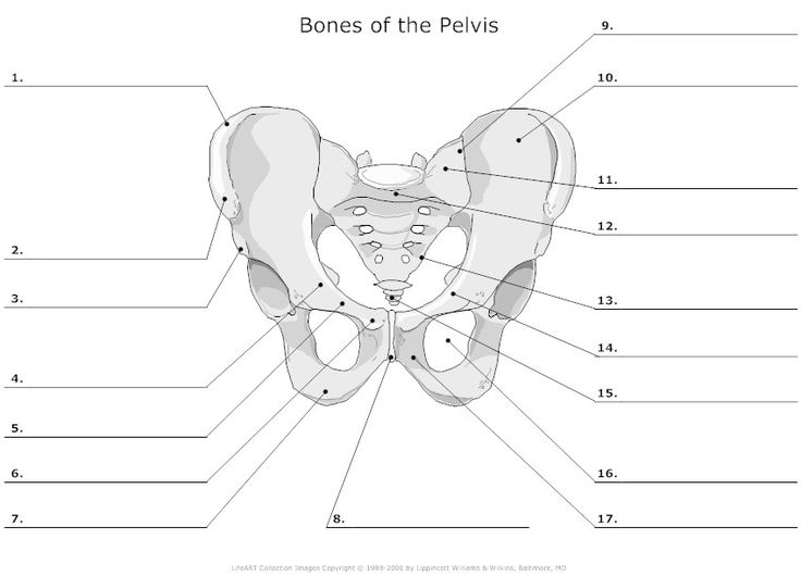Unlabeled Pelvis Bone Anatomy Image