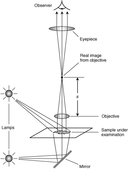 Compound Light Microscope Diagram Worksheet Image