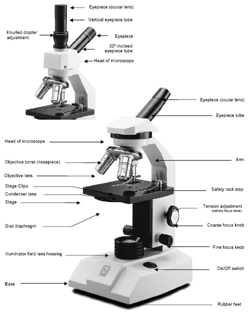 6 Best Images of Compound Microscope Parts Quiz Worksheet - Microscope ...