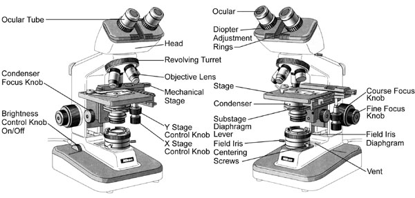 Compound Microscope Parts And Functions Quiz Image