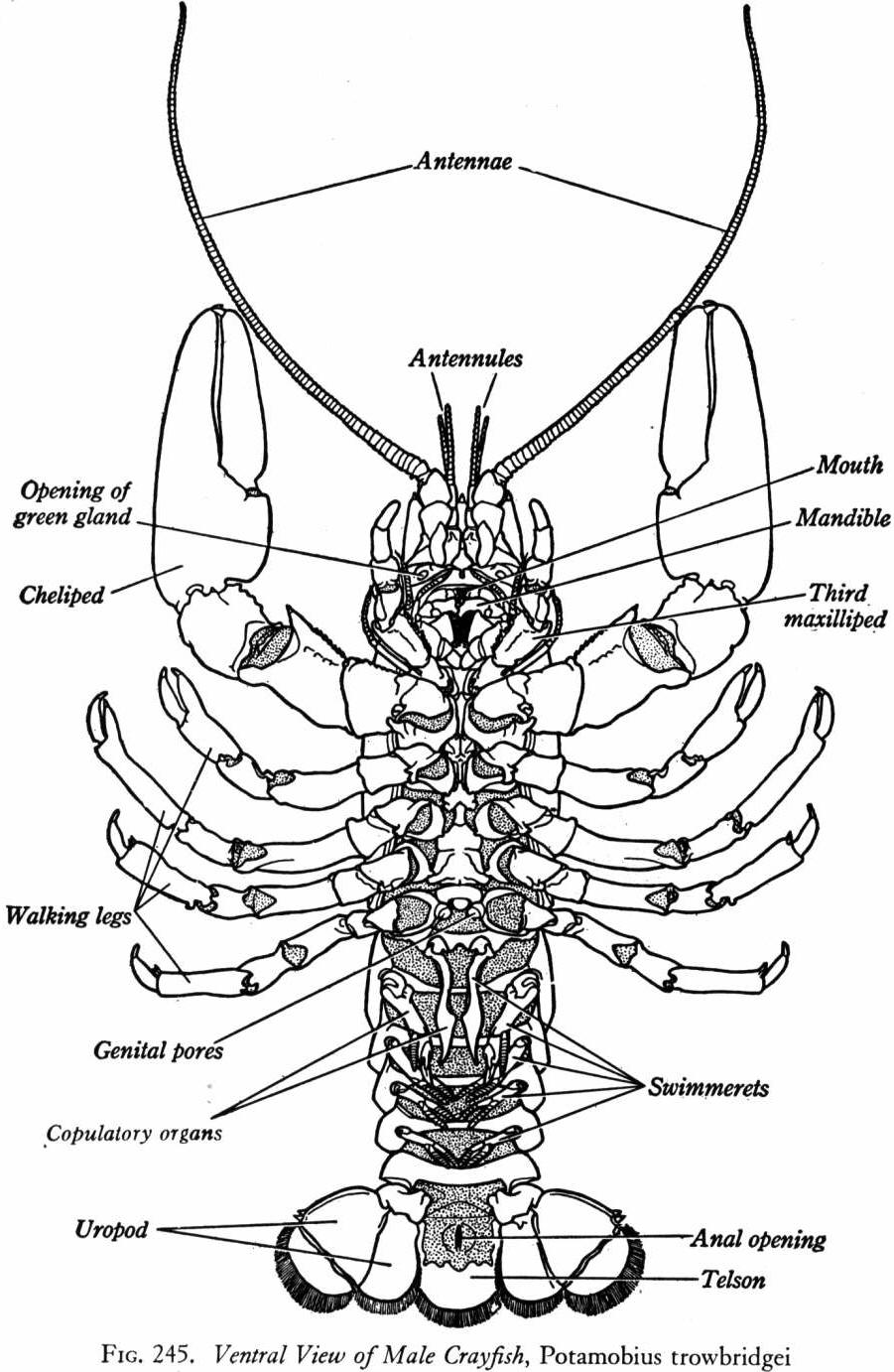 crayfish-dissection-lab-companion-classical-conversations-homeschool-homeschool-life-science